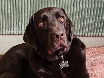 Bailey