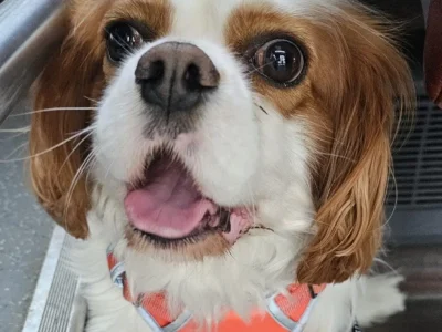 Benji