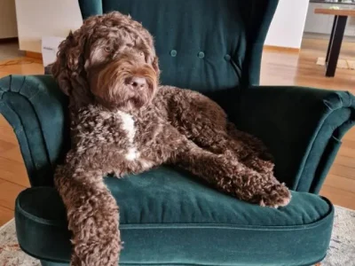Coco