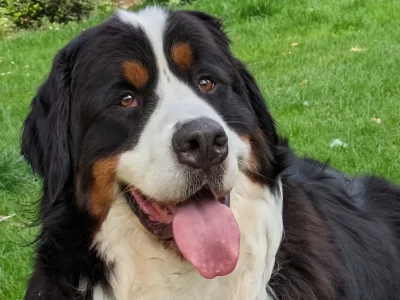 Diesel_