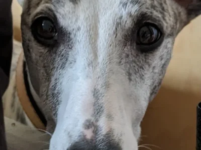 Lorenzo