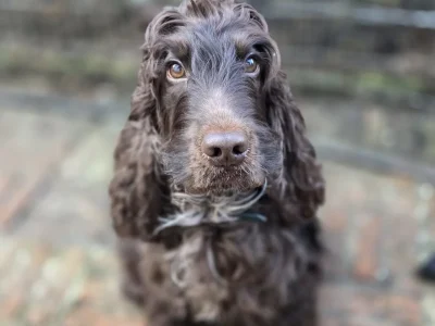Otis