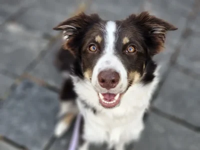 Pippa
