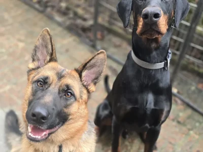 Sabi, Pepper