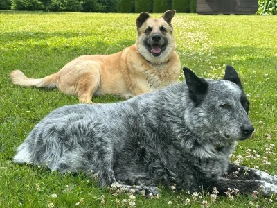 Shiner, Chip