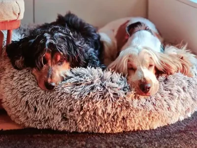 Tosca and Willow
