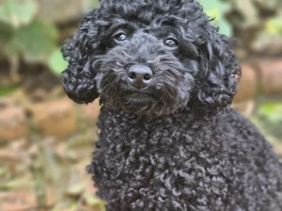 Truffle
