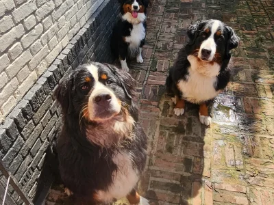 Vicky, Desi, Noa