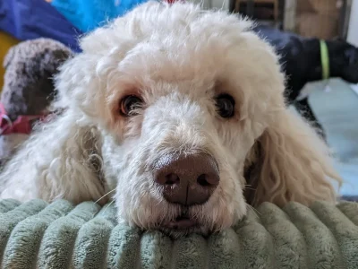 Wampa